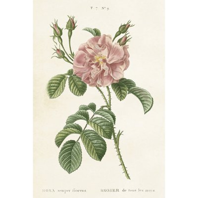 Vintage Post card Rose pink